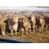 Image 1 : Forbes Bros. Ranching - 830# March Delivery Heifers - 265 Head (Senlac, SK)