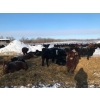 Image 3 : Bar 7 Ranch - 750# April Weaned Heifers - 80 Head (MacGregor, MB)