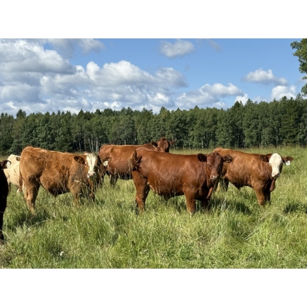 Mike & Kelly Petersen - 720# October Delivery Steer Calves - 80 Head (Sundre, AB)