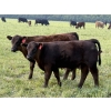 Image 2 : Winchester Cattle Company - 750# November Delivery Steer Calves - 82 Head (Leslieville, AB)