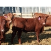 Image 6 : A&S Farms - 24 Red Simm X Replacement Heifers (Coaldale, AB)