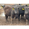 Image 7 : Doerksen Farms - 1000# August Delivery Heifers - 63 Head (Gem, AB)