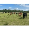 Image 2 : Lazy Q Ranch & Fourth Creek Cattle Co. - 520# November Delivery Steer Calves - 110 Head 