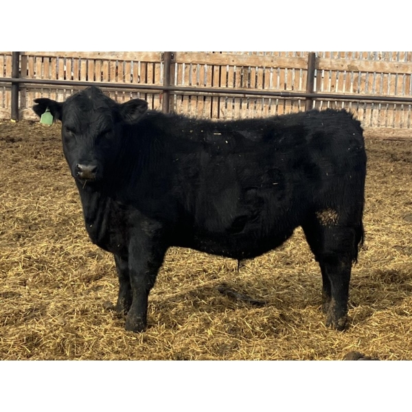 Jarokosky Feedlot - 900# March Delivery Steers - 70 Head (Lethbridge, AB)
