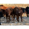 Image 4 : Reid Ranching Cremona - 590# January Delivery Steers - 100 Head (Cremona, AB)