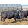 Image 7 : PSV Farms Ltd. - 875# June/July Delivery Heifers - 71 Head (Enchant, AB)