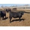 Image 4 : Westview Feeders - 1000# July Delivery Steers - 124 Head (Monarch, AB)