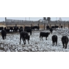 Image 6 : Franz Land & Cattle - 760# March Delivery Heifers - 41 Head (Medicine Hat, AB)