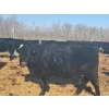 Image 2 : Double X Management - 28 7th Calvers (Langruth, MB)