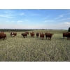 Image 5 : Tony Groenewoud - 1050# September Grass Steers - 220 Head (Turtleford, SK)