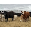 Image 3 : C & L Livestock - 18 Red 2nd & 3rd Calf 3-Way Pairs (Edam, SK) VBP+