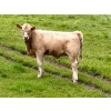 Image 4 : Cody & Brittany Black/Kirby & Cori Black - 525# October Heifer Calves - 100 Head (Water Valley, AB)