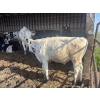 Image 12 : Wavy Lake Farming Co. - 635# Holstein Steers - 15 Head (Heisler, AB)