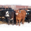Image 7 : Bezan Cattle Corporation - 725# April/May Delivery Steers - 80 Head (Midale, SK)