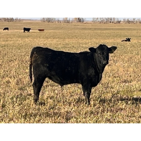 HLRC Ltd. - 545# November Steer Calves - 105 Head (Halkirk, AB)