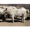 Image 7 : Lone Star Cattle Co. - 1000# June Delivery Heifers - 63 Head (Strathmore, AB)