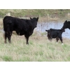 Image 8 : Lamb Cattle Company - 500# October Delivery Steer Calves - 245 Head (Hanley, SK)