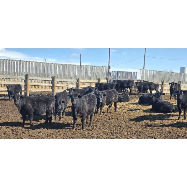 Little Big Ranch - 790# March Delivery Steers - 75 Head (Medicine Hat, AB)