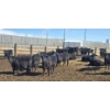 Image 1 : Little Big Ranch - 790# March Delivery Steers - 75 Head (Medicine Hat, AB)