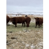 Image 4 : Westwick Ranching - 7 Red 3rd Calvers (Pen 509)