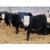 Image 9 : Raymore Farming Co. - 519# December Weaned Steers - 64 Head (Raymore, SK)