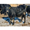 Image 8 : East Hilltop Holdings - 700# January Weaned Heifers - 80 Head (Carstairs, AB)