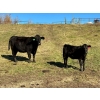 Image 9 : MG Cattle Co. Ltd. - 38 Black/BBF Simm/Angus X April/May Calving 2nd Calvers (Sangudo, AB)
