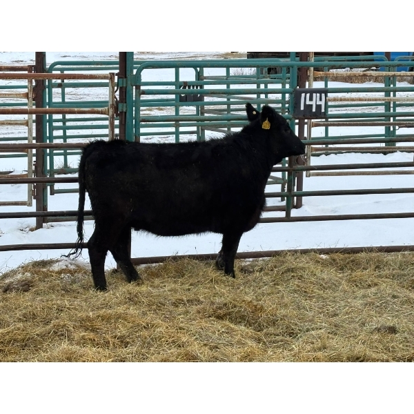 Regehr Land & Cattle - 1 Heifer (Pen 144)