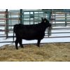 Image 1 : Regehr Land & Cattle - 1 Heifer (Pen 144)