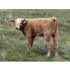 Image 7 : Saddleridge Farming - 640# November Delivery Steers - 100 Head (Rosemary, AB)