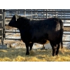 Image 2 : Fox Cattle Co. - 2 Bred Heifers (Pen 429)