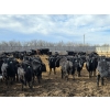 Image 6 : Shay & Sharmon Wilson - 920# March Delivery Steers - 115 Head (Bow Island, AB)