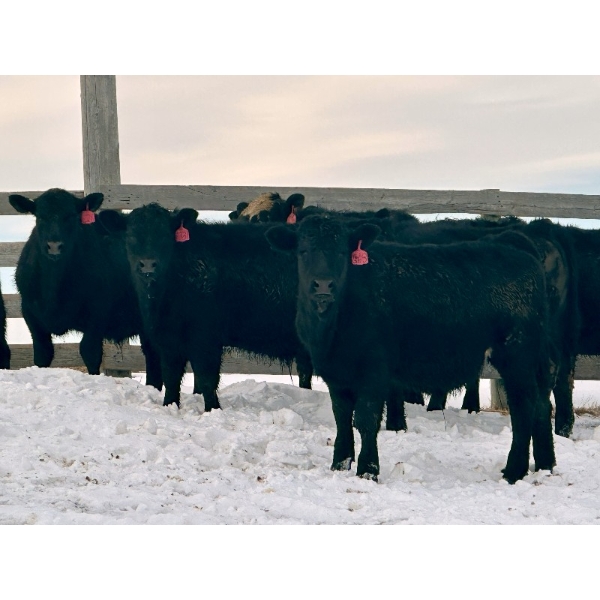 Sturgeon River Ranch - 675# March Delivery Steers - 90 Head (Rockyford, AB)