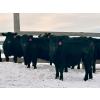 Image 1 : Sturgeon River Ranch - 675# March Delivery Steers - 90 Head (Rockyford, AB)