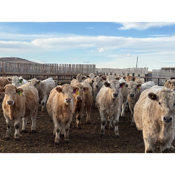 Lowe Ranches - 688# March Delivery Steers - 54 Head (Nanton, AB)