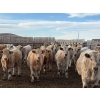 Image 1 : Lowe Ranches - 688# March Delivery Steers - 54 Head (Nanton, AB)