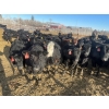 Image 3 : Hogg Family Farm - 790# January Delivery Steers - 75 Head (Huxley, AB)