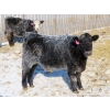 Image 6 : CDA Farms Ltd. - 900# February Delivery Steers - 50 Head (Lemberg, SK)