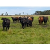 Image 8 : Chipping Hill Cattle Co. - 1025# October Delivery Grass Steers - 300 Head (Zhoda, MB)