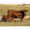 Image 8 : Riverbend Ranch - 860# September Delivery Grass Heifers - 310 Head (Scotfield, AB)