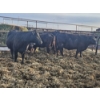 Image 12 : Rolling N Ranches (Nolan & Amanda Osadczuk) - 5 Black Heifer Pairs