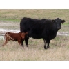 Image 3 : Lamb Cattle Company - 475# October Delivery Heifer Calves - 250 Head (Hanley, SK)