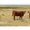 Image 9 : Colter Malloy - 525# November Delivery Heifer Calves - 100 Head (Pollockville, AB)
