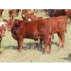 Image 13 : Hebert Livestock Ventures - 760# February Delivery Weaned Steers - 240 Head (Wawota, SK) VBP+