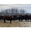 Image 5 : Four Forty Farms - 900# January Weaned Steers - 68 Head (Eckville, AB)