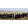 Image 8 : M.S. MacLean Livestock - 750# April Delivery Heifers - 51 Head (Coaldale, AB)