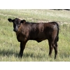 Image 11 : Douglass Bros. Ranching - 580# November Delivery Heifer Calves - 100 Head (Gem, AB)