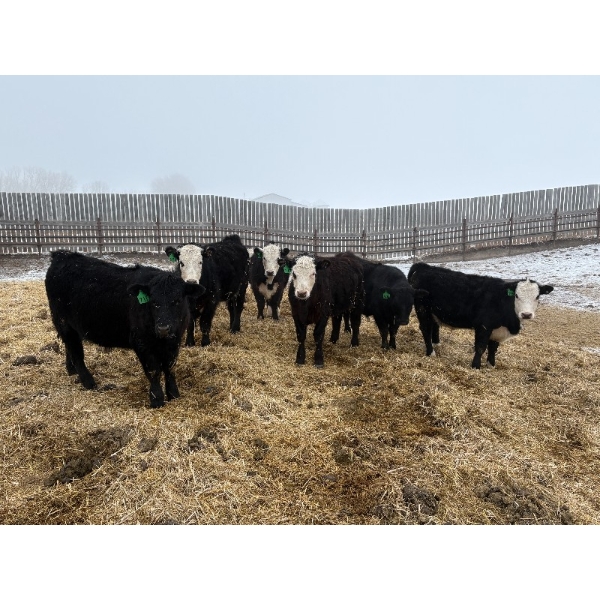 The Y Cattle Co. Ltd. - 702# March Delivery Steers - 43 Head (Crossfield, AB)
