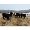Image 1 : The Y Cattle Co. Ltd. - 702# March Delivery Steers - 43 Head (Crossfield, AB)