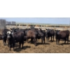 Image 4 : Cattlewood Farms Ltd. - 740# June Delivery Heifers - 145 Head (Fincastle, AB)